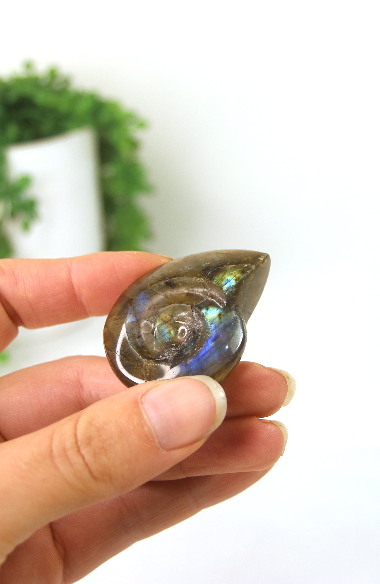 Labradorite Shell